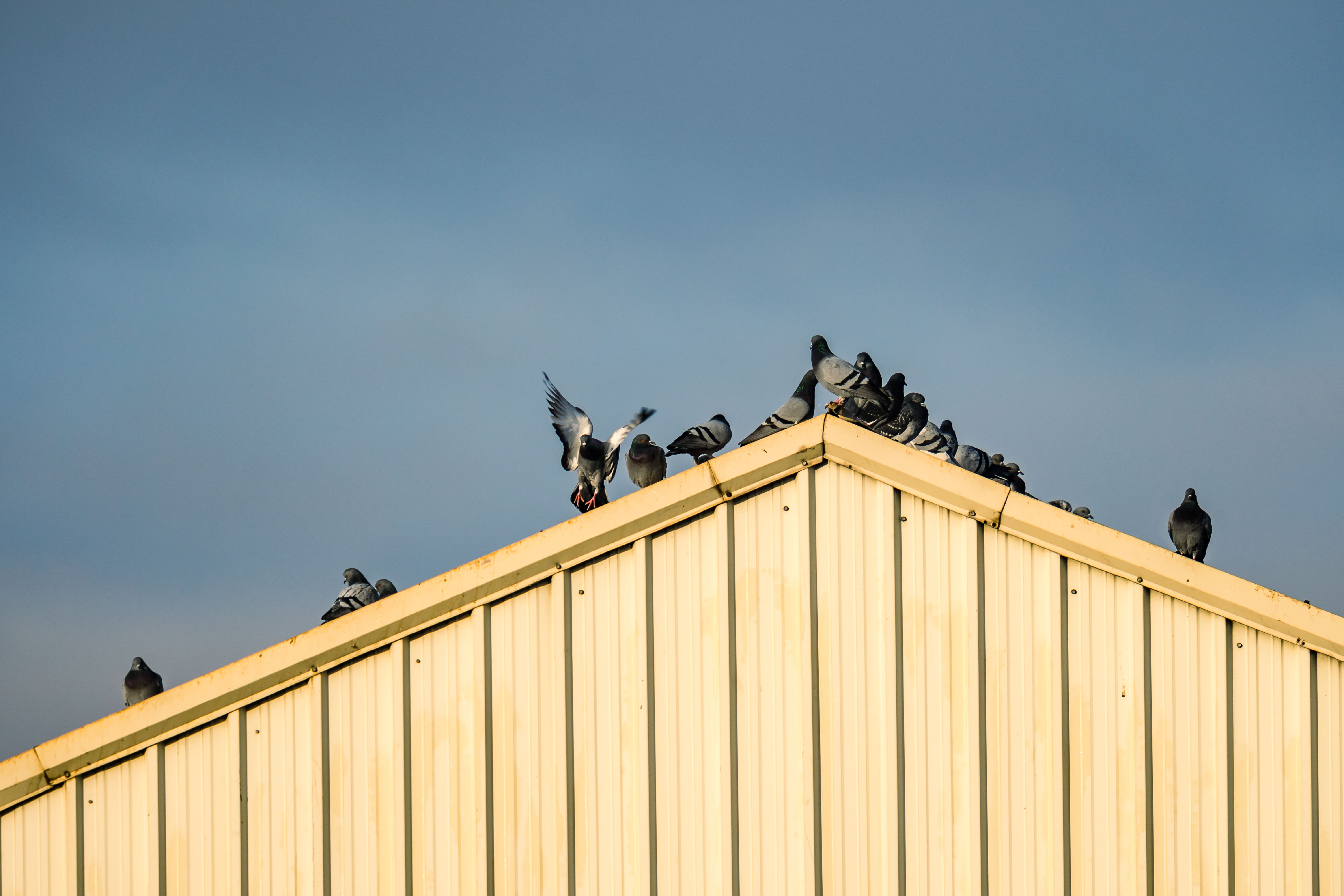 effaroucheur pigeon professionnel