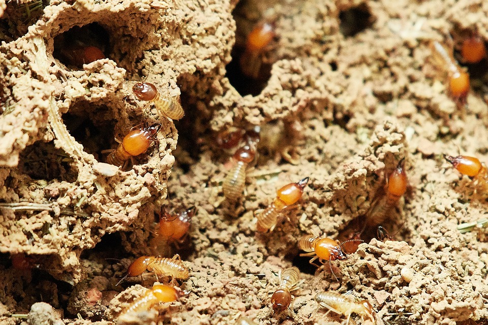 Exterra™, un traitement termites conforme